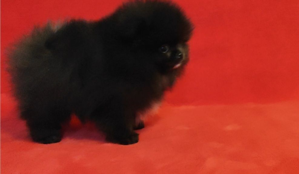 Чорна перлинка,  КСУ