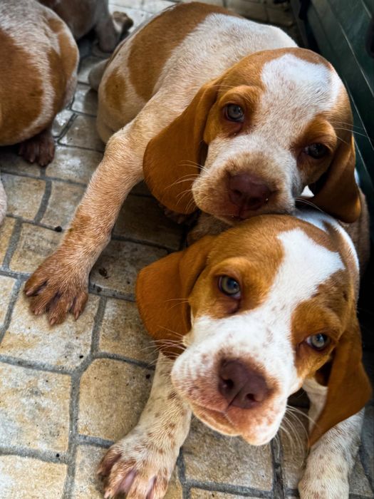 Cachorros de caça