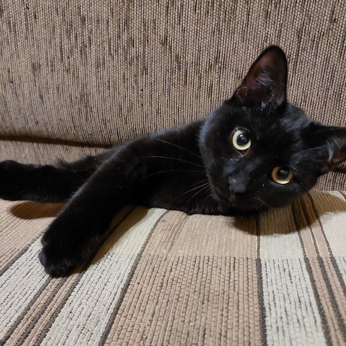 Красивий лагідний пантерчик, котик, кошеня,  кіт, котята, кошенята