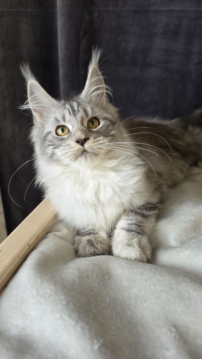 Чудове кошеня мейн кун родовід клубу