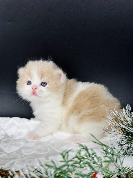 Хайленд страйт, гарне кошеня.