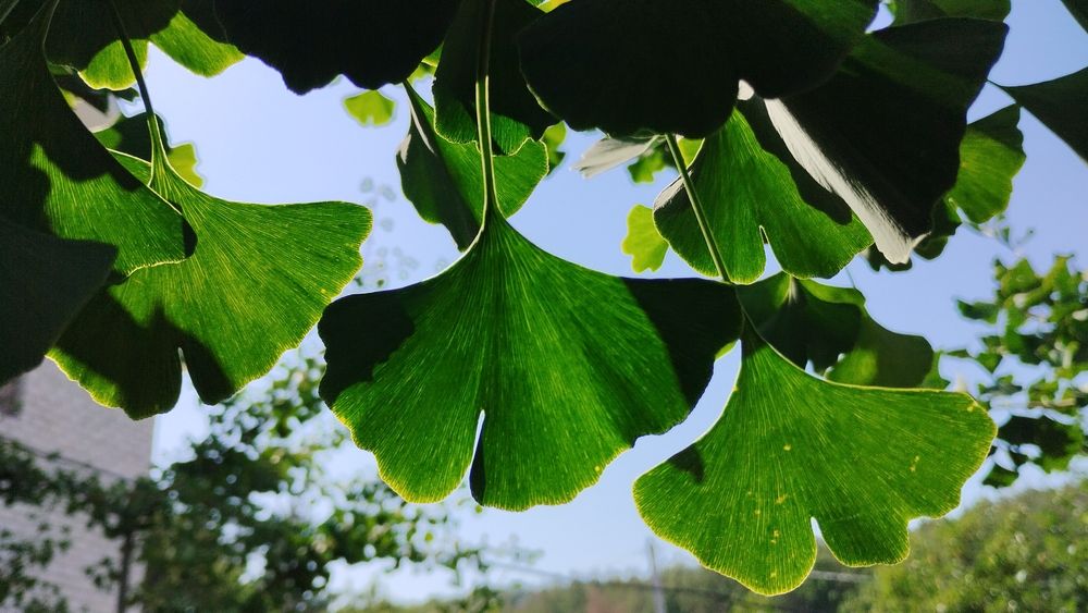 Листя гінкго білоба сухе, зі свого екологічного саду. Гинкго билоба
