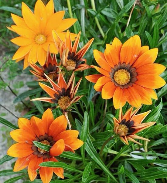 Насіння яскравих  квітів.