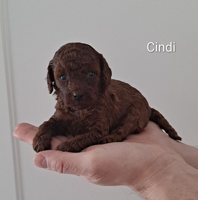 Pudel toy dziewczynka