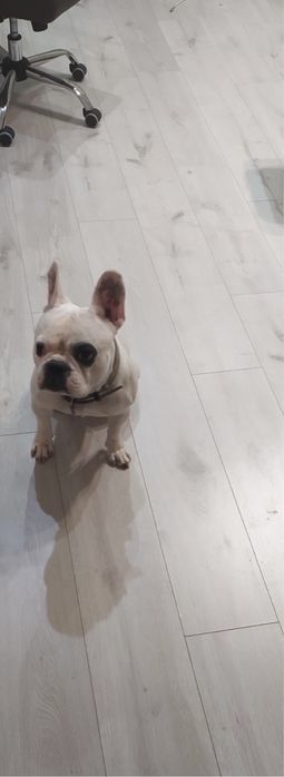 Французкий бульдог для вязки