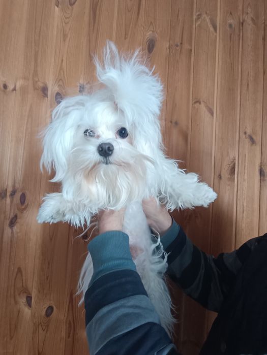 Мальтезе хлопчик