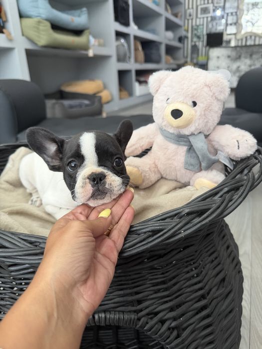 Bulldog Frances  menina linda
