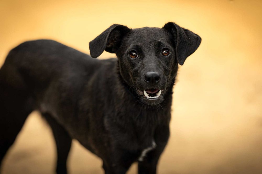 FRENDI - przyjazna łagodna sunia do adopcji