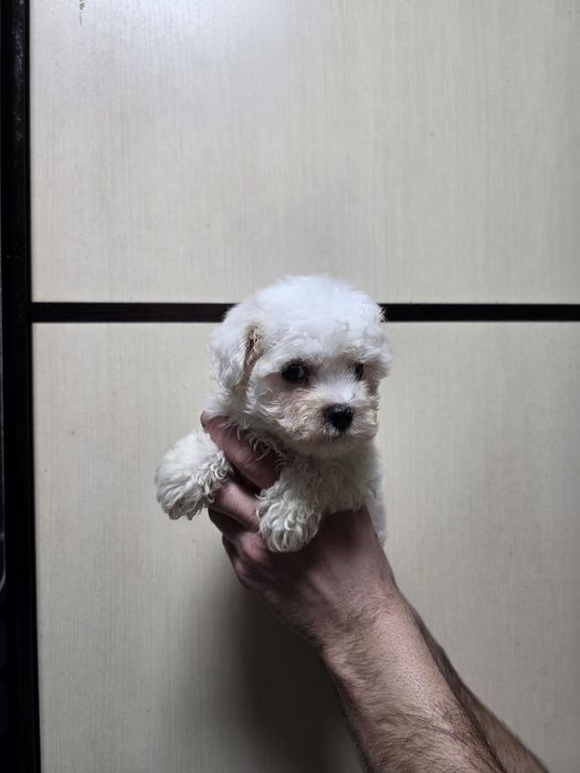 Фризе Бишон щенки