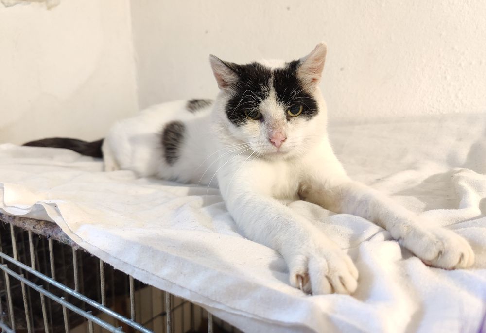 Adoptuj Łatka - Jego oczy po raz pierwszy od dawna patrzą z nadzieja