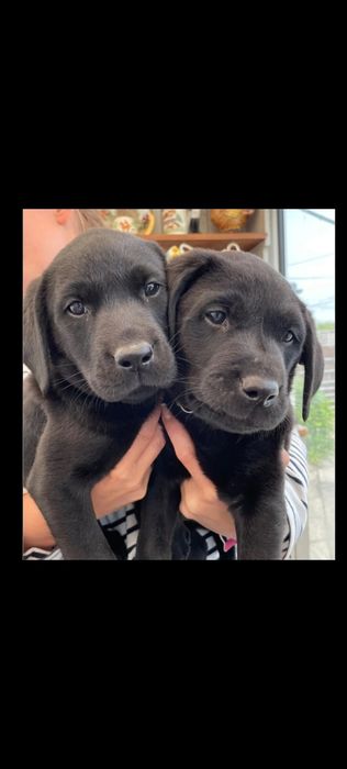 Szczeniaczki po labradorze