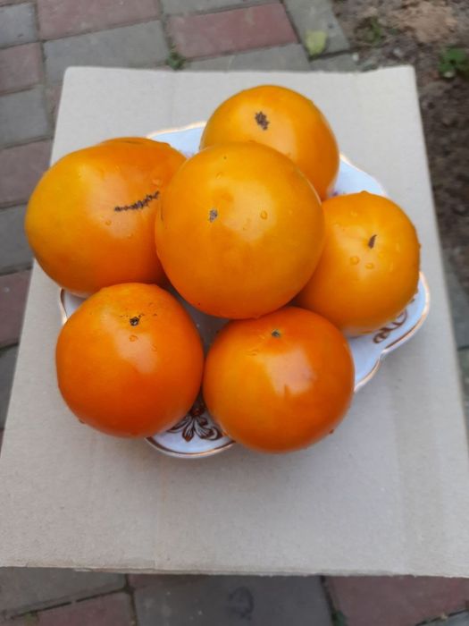 Насіння низькорослих,та високорослих помідор.