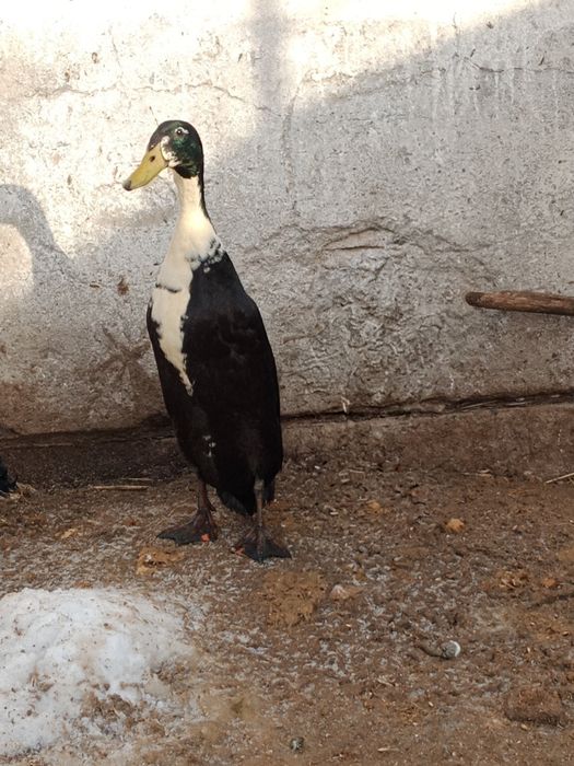 Kaczor biegus z 2025 roku