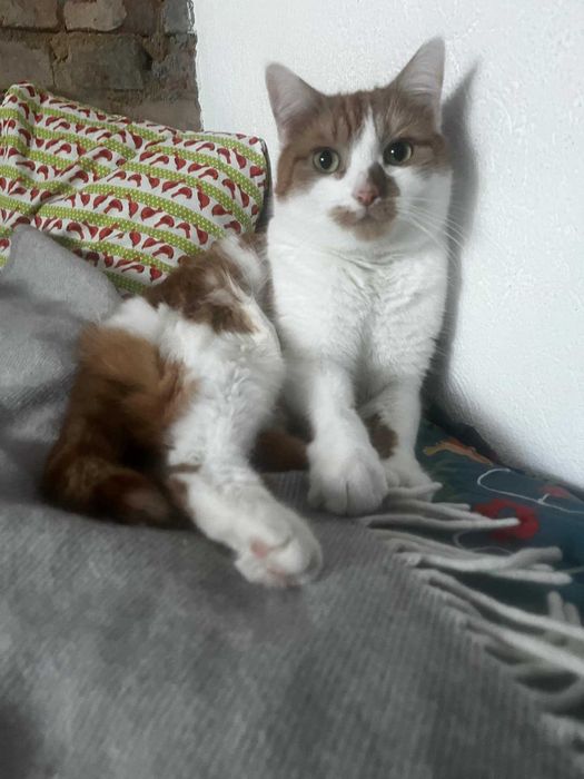 oddam dwa kocury do dobrego domu