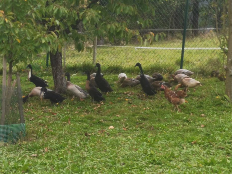 Sprzedam Kaczory biegusy