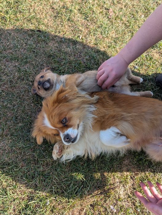 Małe pieski szczeniaki