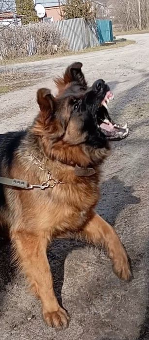 Щенки стандарт и длинники 2,5 мес.