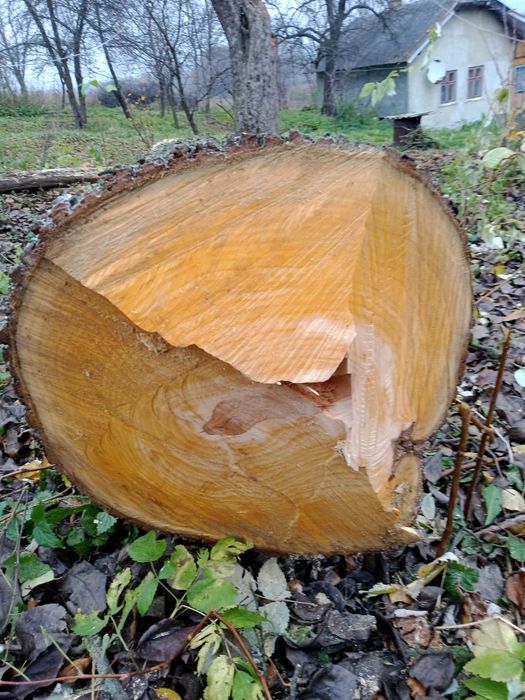 Продам домашню грушу на меблі або дошку.