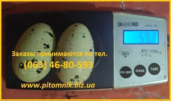 Яйца инкубационные перепела Белый Техасец - бройлер (щтат Texas A  M).