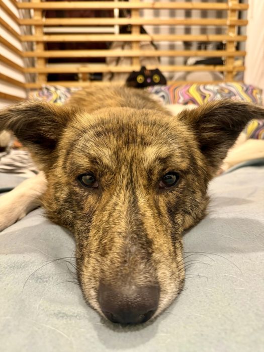 Macho jovem para adoção responsável