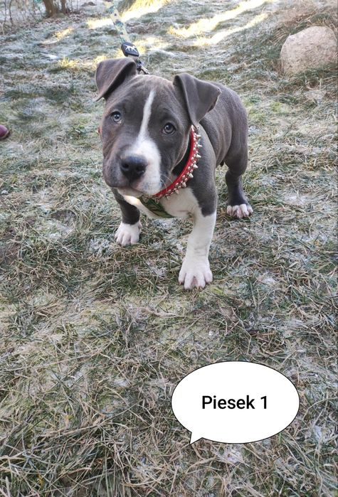 American Stafford Terrier już do odbioru