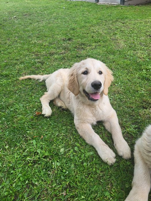 Suczka Golden Retriever ZKwP FCI gotowa do odbioru