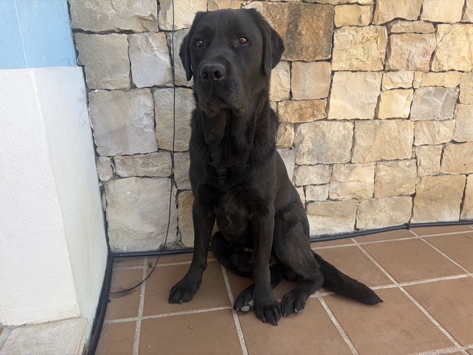 Labrador  Macho Preto - ( Ler bem o anuncio )