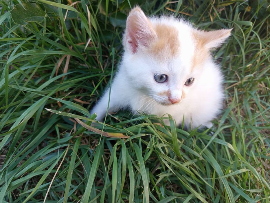Котенята в хороші руки