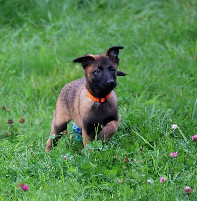 Owczarek belgijski malinois FCI - suczka