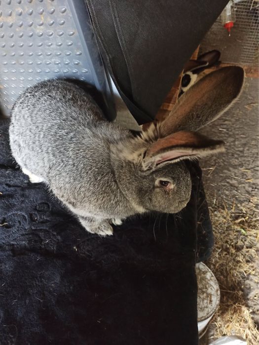 Kroliki Belgijskie Bos