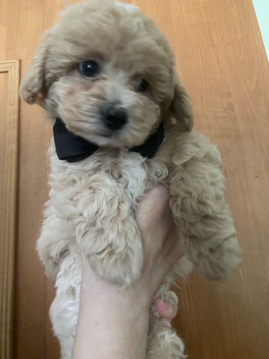 Мальтіпу ф1 хлопчик