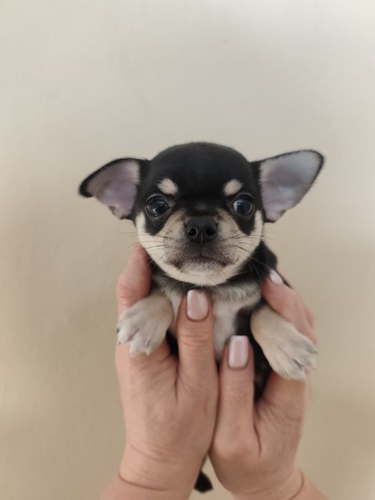 Цуценята чіхуахуа , професійний розплідник КСУ