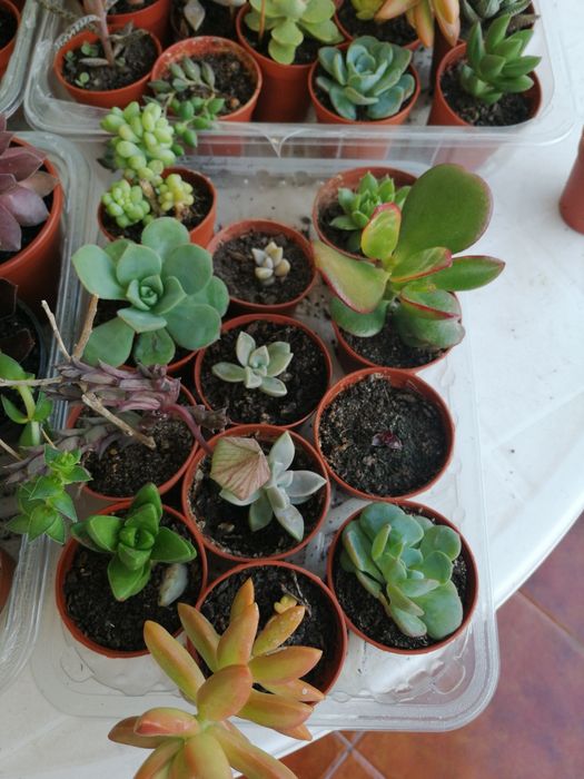 Succulents, small pots. Starting at €0.85 each. I have quantity and variety.64286587369857123