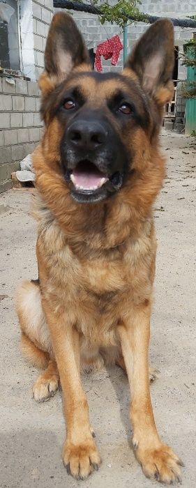 Кобель для вязки безкоштовно