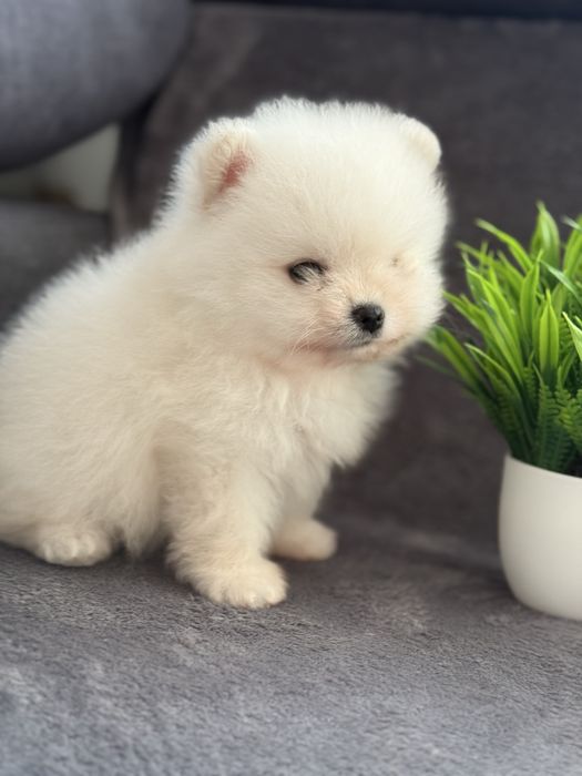 Біле янголятко - неймовірний Померанський хлопчик