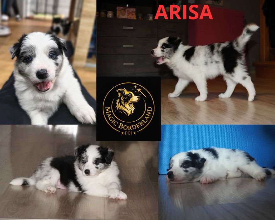 szczeniak Border Collie  FCI ZKwP Magic BorderLand