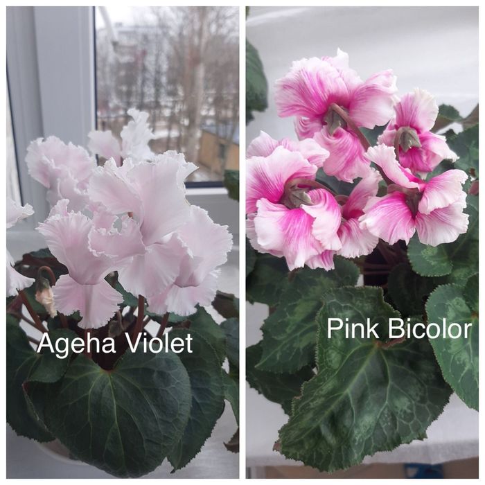 Семена цикламена