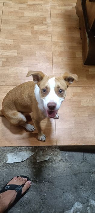 Doação de cachorro de caça mais informações na legenda