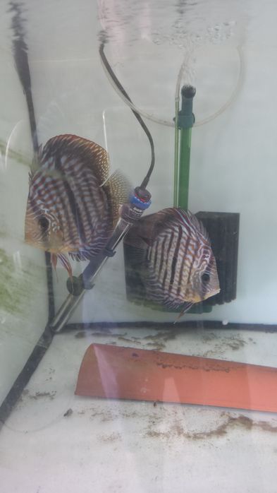 Casal discus Henkel Cross