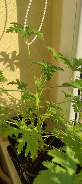 Sprzedam pelargonię pachnącą