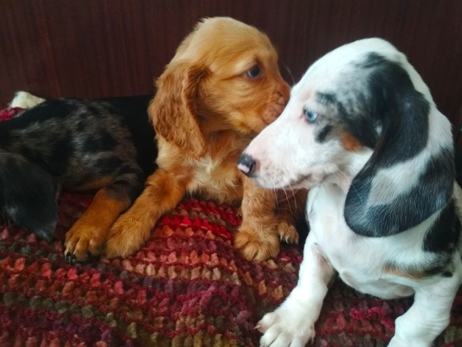 Продаються цуценята карликових міні такс і англійських спаніелів .