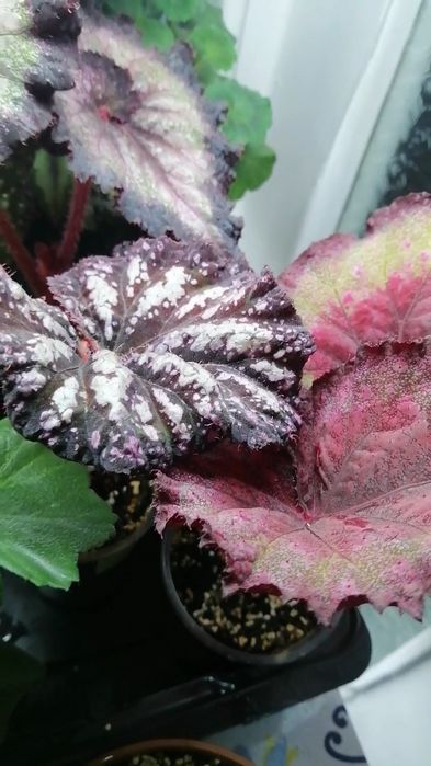 Продам  декоративно-лиственные бегонии.