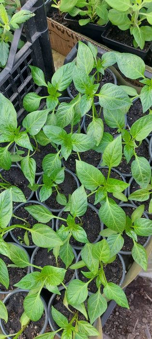 Продам розсаду на ранній врожай