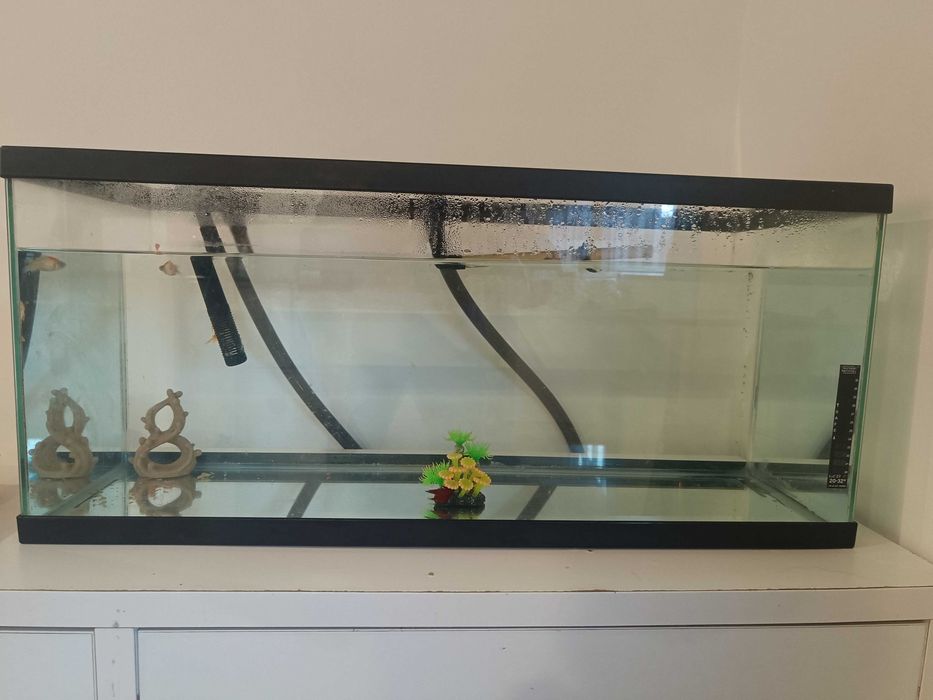 Aquário para peixes com bomba