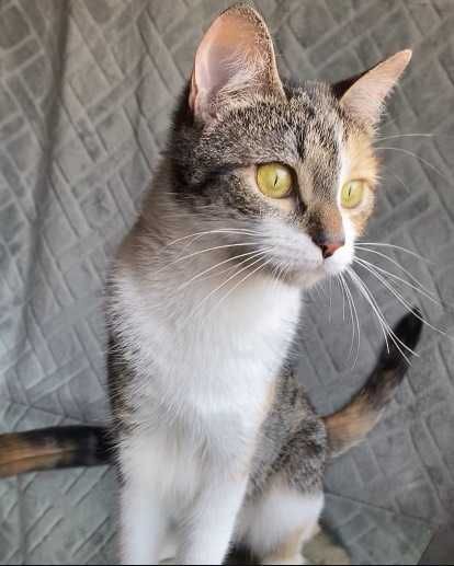 ESTERILIZADA | Gata juvenil e meiga disponível para adoção responsável