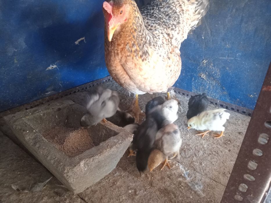 Galinhas do campo e pintos