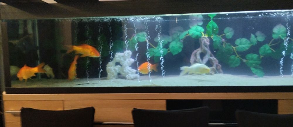 Akwarium lub same ryby na sprzedaż