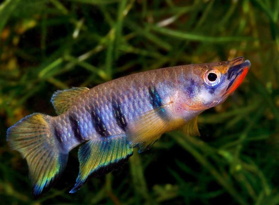 Szczupieńczyk Dageta - Epiplatys dageti - dowozimy, wysyłamy