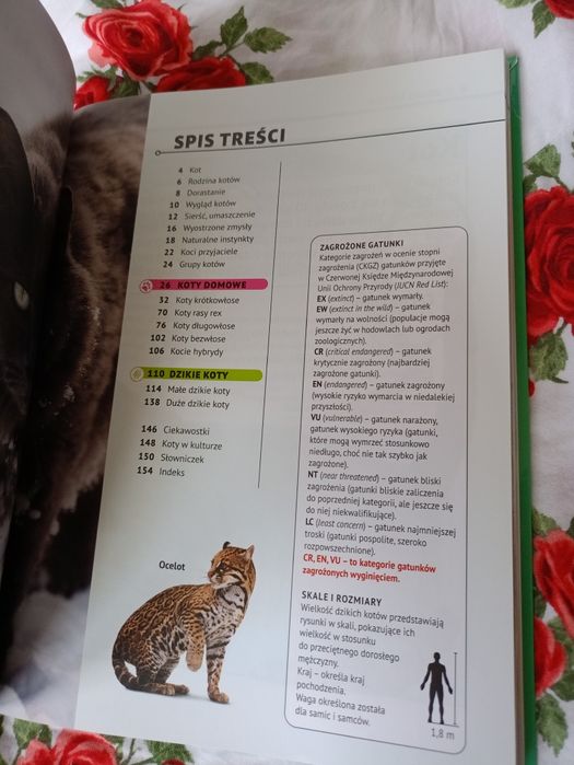 Książka o kotach
