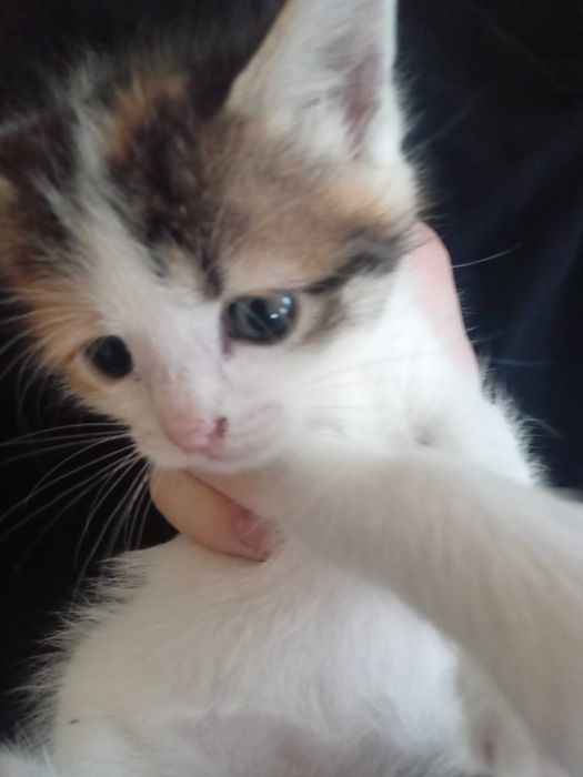 Славянск, отдаю котят в добрые руки